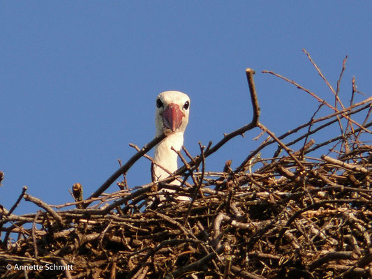 20.05.2025 Neugierig schaut der Storch über den Rand seines Nestes und läßt sich fotografieren.
