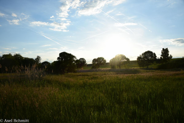 20.05.2025 Die Sonne wirft ihr Abendlicht in das Grün am Rande der Rallenpfanne.