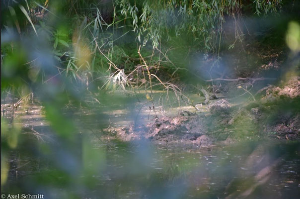 24.08.2025 Gebirgsstelze / Eine Gebirgsstelze inspiziert den Weiher…