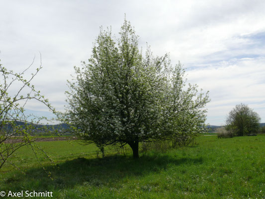 06.04.2024 Der alte Birnbaum