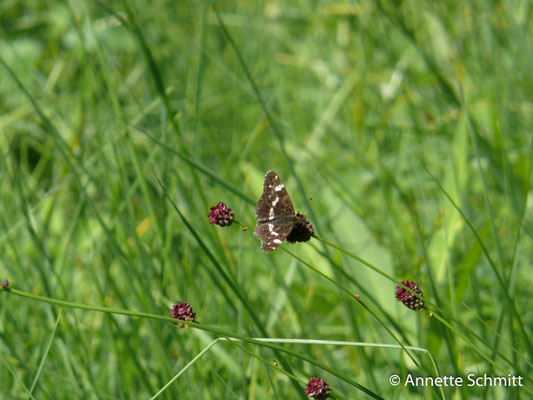 10.08.2025 Schmetterling Landkätchenfalter