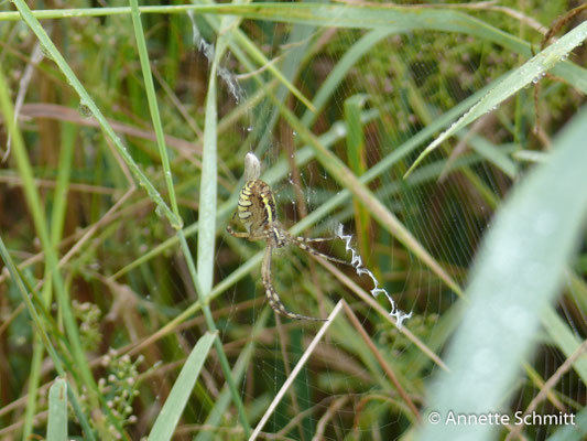 26.07.2025 Zum Aufhängen der Netze und Kokons bevorzugen Wespenspinnen - auch Zebraspinne oder Tigerspinne bezeichnet - besonnte Vegetation aus Gräsern, Kräutern oder niedrigen Sträuchern mit stabilen pflanzlichen Vertikalstrukturen.
