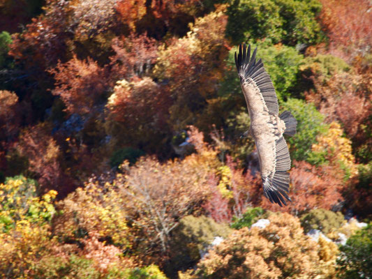 Verdon