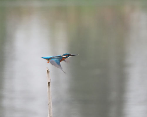 Eisvogel