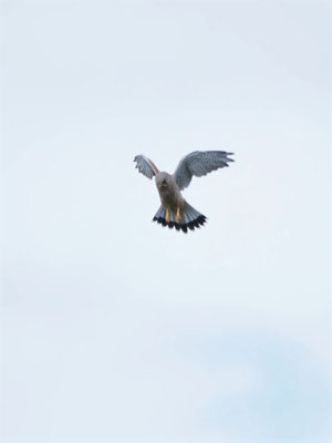 Turmfalke