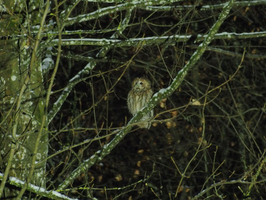 Waldkauz auf der Buchenegg