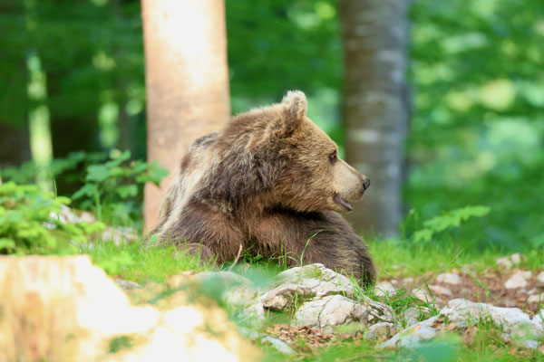 Braunbär in Slowenien fotografieren.