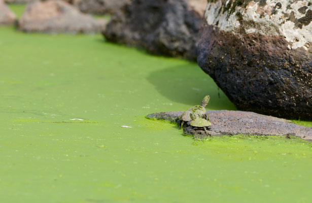 Supfschildkröte