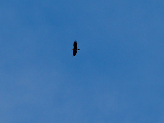 Steinadler