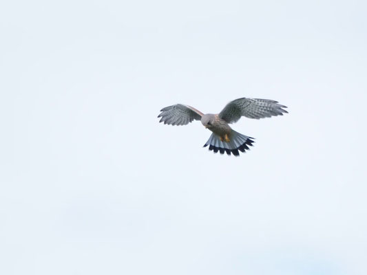 Turmfalke