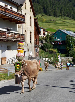 Alpabzug in Ftan