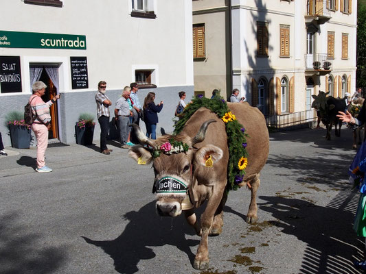 Alpabzug in Ftan