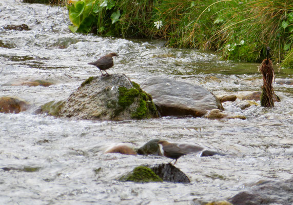 Wasseramsel 