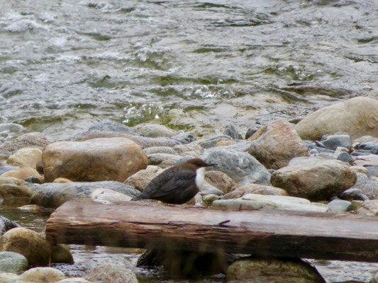 Wasseramsel 