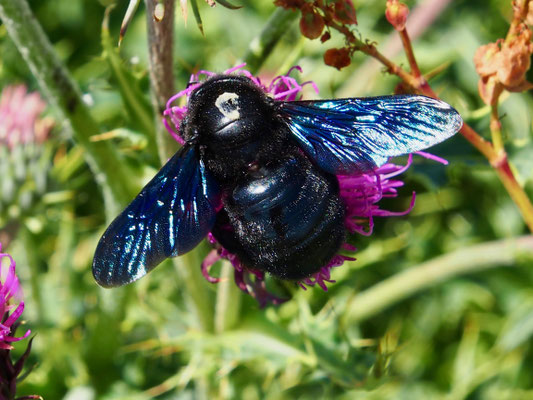 Abruzzen