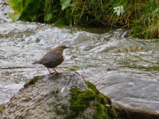 Wasseramsel 