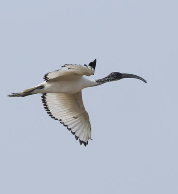Heiliger Ibis