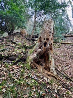 Trampelpfad Ost Uetliberg