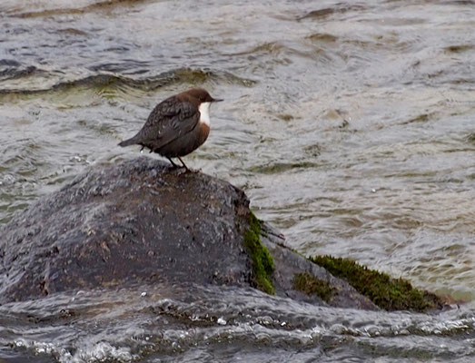Wasseramsel 