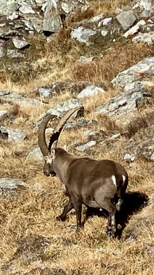 Steinbock