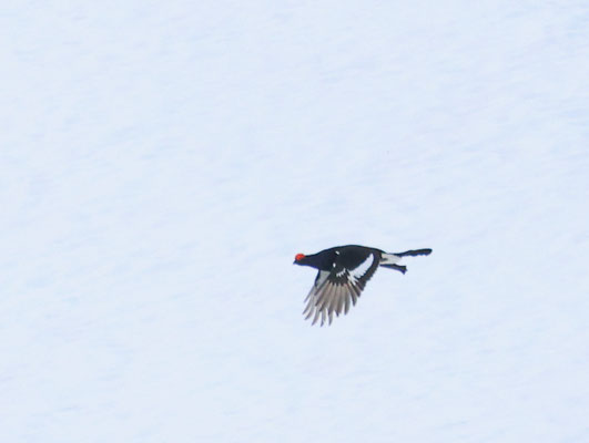 Birkhahn