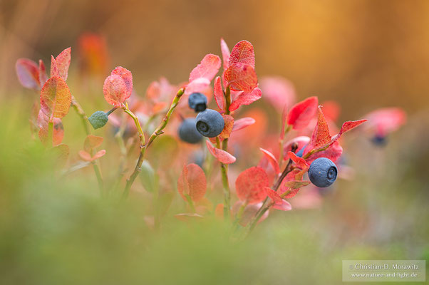 Blaubeere
