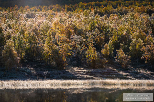 Das Morgenlicht fällt durch den Herbstwald auf einen kleinen See