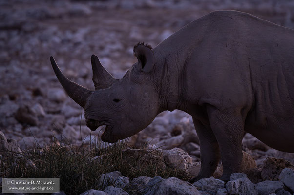 In der Abenddämmerung frisst ein Spitzmaulnashorn nahe eines Wasserloches
