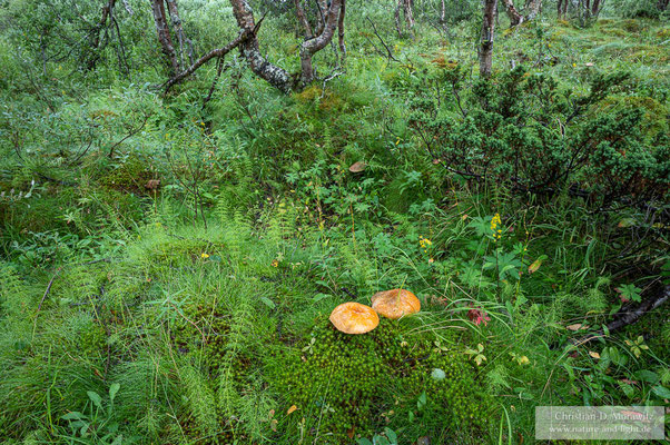 Birkenurwald mit riesigen Pilzen