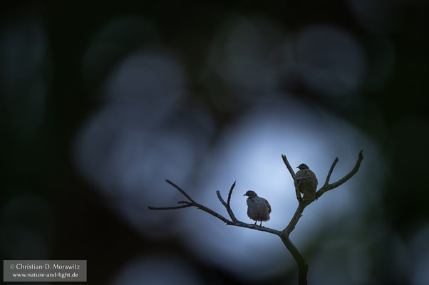 Rotschnabelfrankoline in einem Baum in der Dämmerung