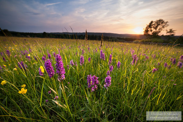 Orchideenwiese