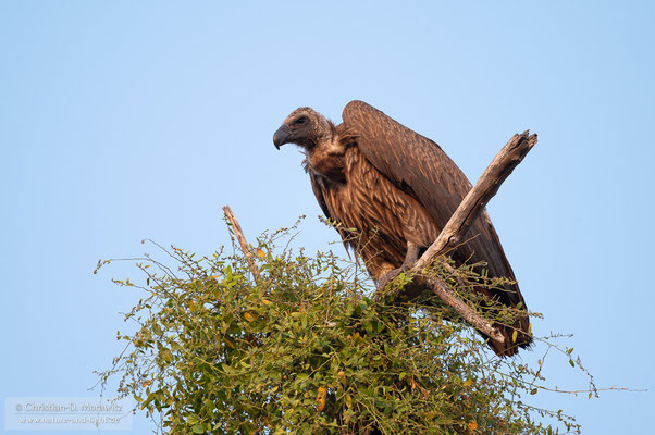 Weißrückengeier am Okavango