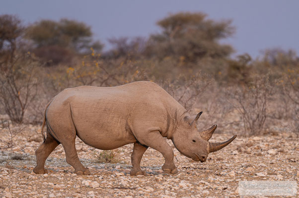Spitzmaulnashorn im Abendlicht
