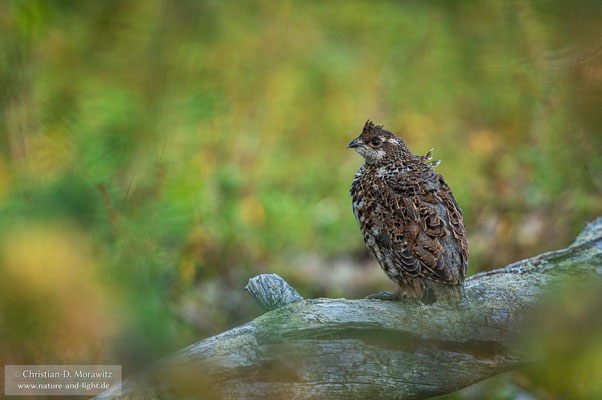 Haselhuhn Jungvogel