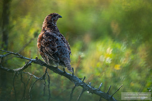 Haselhuhn Henne