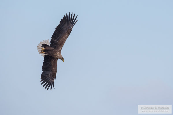 Seeadler im Sturzflug