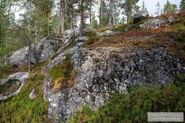 Ab und zu sind flechtenbedeckte Felsen zu finden