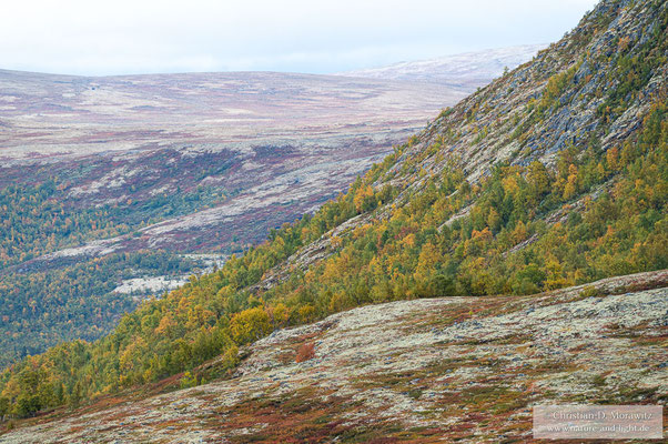 Herbst im Dovrefjell Nationalpark