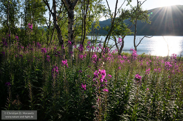 Blühendes Weidenröschen im Abisko Nationalpark