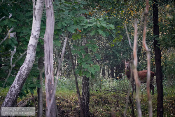 Rothirsch in der Dämmerung im Wald mit 400 mm, f/5,6, 1/250 Sek. und ISO 12800