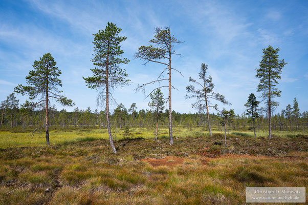 Am Inari-See sind viele Moore zu finden