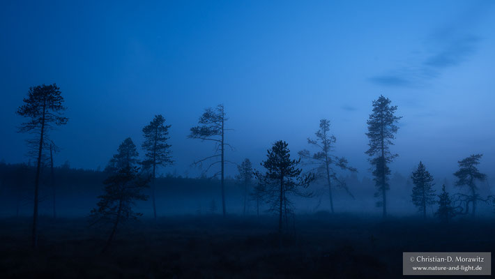 Mitternachts im vernebelten Moor
