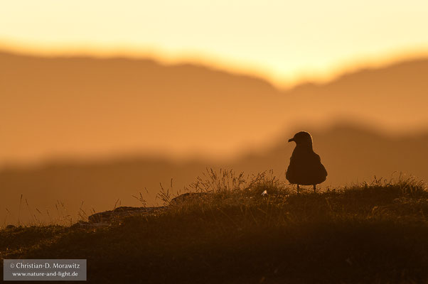 Schmarotzerraubmöwe im Abendlicht