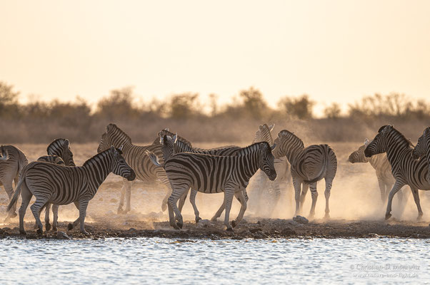 Steppenzebras wirbeln Staub auf im Morgenlicht