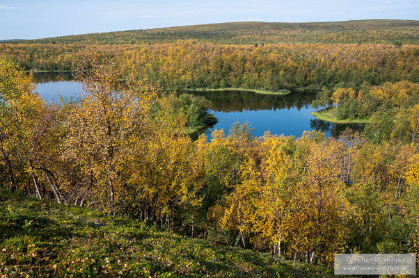Die Herbstfärbung hatte bereits eingesetzt im Kevo Naturreservat