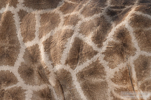 Giraffe ganz nah