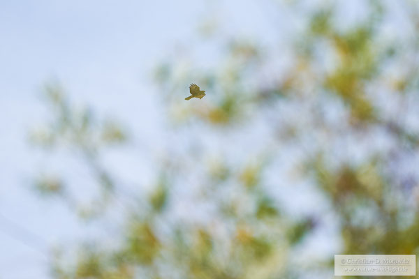 Mäusebussard im Flug hinter einem Baum mit Serienbildmodus, AF-C, 400 mm, f/5,6, 1/1600 Sek. und ISO 320