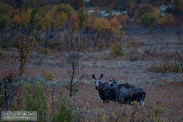 Elchkuh mit Kalb in der frühen Morgendämmerung