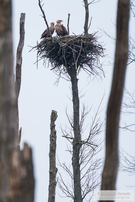 Seeadler auf ihrem Horst