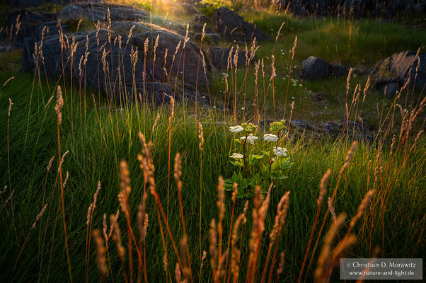 Die vielfältige Vegetation an der Küste im Abendlicht